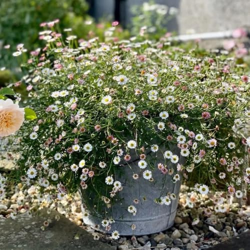 Semi di margherita spagnola - semi di vecchie varietà decorazioni da giardino per esterni resistenti per giardini rocciosi prati fioriti da balcone esotico 300pcs