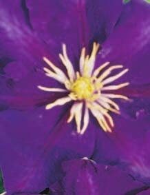 Clematis hybride Lady Betty Balfour (60-100 cm) - Waldrebe/Klematis