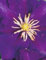 Clematis hybride Lady Betty Balfour (60-100 cm) - Waldrebe/Klematis