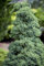 Juniperus procumbens 'Nana' 25-30 cm - Kriech-Wacholder, immergrün, ideal für Steingärten und Kübel, pflegeleicht, winterhart