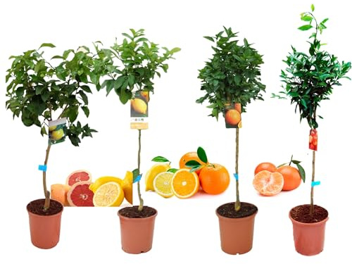 Pack Limonero - Naranjo - Pomelo - Mandarino Planta Natural - (Altura 110 Cm) Maceta 22 cm (Pack Limonero+Naranjo+Pomelo+Mandarino)