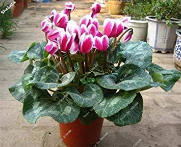 2017 Nouvelles 100 Pcs/Sac coloré Cyclamen Fleurs vivaces Belles Fleurs en Pot Plantes Semences, graines de Plantes Les Enfants adorent 17
