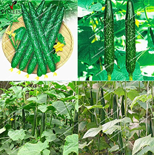 20pcs / bag Lange Gurkensamen, chinesische cucumb Bio-Gemüsesamen Seltene Frucht cucumbe Samen für Hausgarten