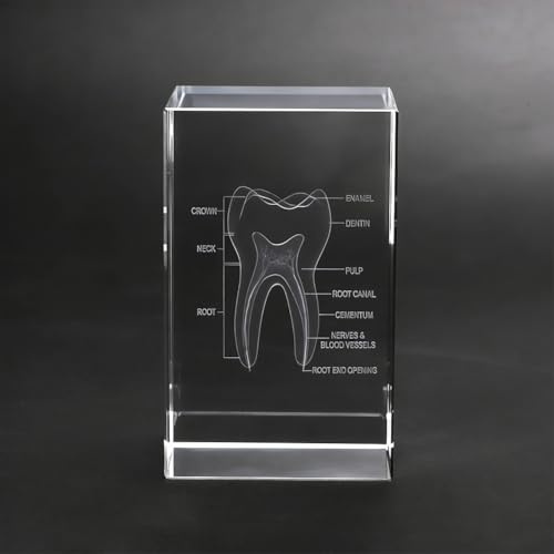 CEWROM 3D-kristalltandskulptur, laseretsad mänsklig tand, kubisk etsad anatomisk tandmodell för hem- och kontorsdekoration, presenter till tandläkare