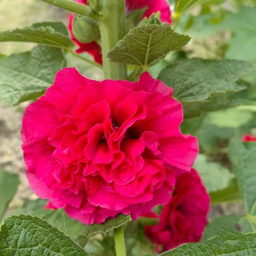 semi di malvarosa perenne - malvarosa, Balcone, resistenti di comprano, rampicanti resistenti, 100pcs