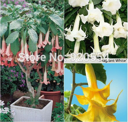 Blume selten, 50/Pack Farben, © langÃ © ES Engelstrompeten, Samen Stechäpfel Blume bonsaã ¯ Fabrik DIY Garten Haus