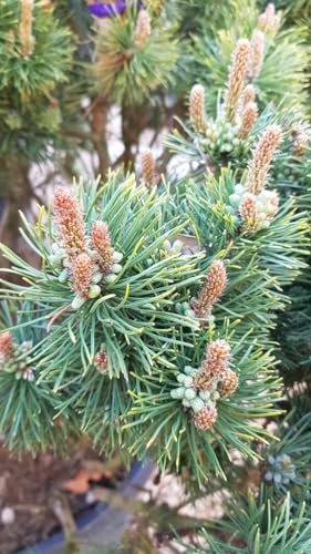 Pinus mugo 'Mughus' / Pin nain de montagnes/Conteneur de 3 à 4 litres/Conifère nain