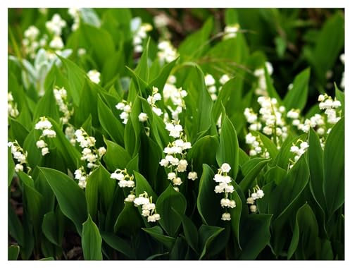 3 x Convallaria majalis (Winterhart/Stauden/Staude/Mehrjährig/Bodendecker) Maiglöckchen - Der Frühlingsbote mit märchenhafter Eleganz - Toller Duft während der Blüte - von Stauden Gänge