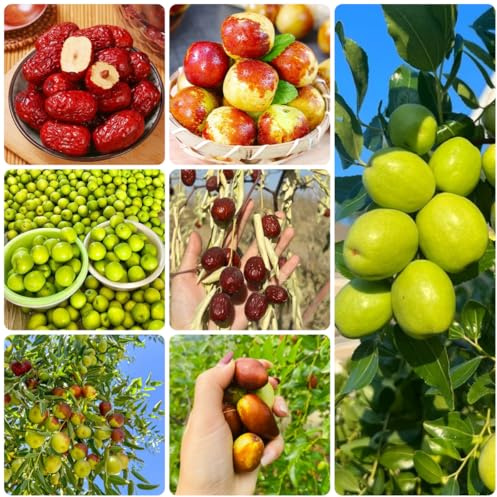 semi di palma da dattero, giuggiole da appartamento di sapote, resistenti decorazione 80pcs