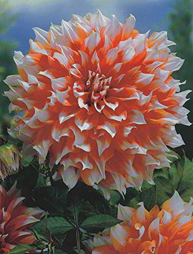 Schmuck Dahlie großblumig Holland Festival Knolle Blumenzwiebeln (1 Knolle)