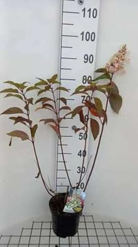 Hydrangea pan. 'Candlelight' - Hydrangée Paniculé 40-50 cm en pot