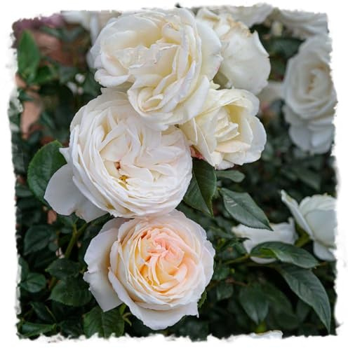 Top Cream Live Rose 1.5 Gallon Potted Live Plant, Fragrant White Flowers, Own Root Hybrid Tea, 100+ Petals, Stargazer Perennials