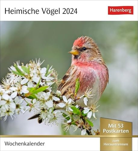 Postkartenkalender Heimische Vögel - Kalender 2024 - Harenberg-Verlag - Wochenkalender mit 53 heraustrennbaren Postkarten - 16 cm x 17,5 cm