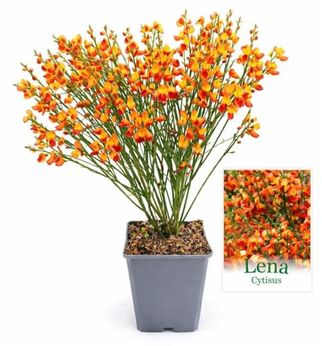POWERS TO FLOWERS - GINESTRA ARANCIONE, VARIETA' 'LENA', VASO 12CM DIAMETRO, pianta vera