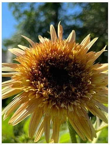 PREMIER SEEDS DIRECT- Sunflower - Astra Rose - 25 Finest Seeds
