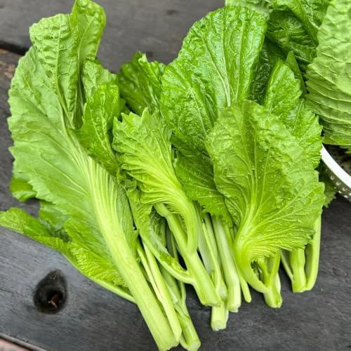 semillas de mostaza orgánicas de invierno, resistentes para jardín, Comprar semillas mostaza, orgánicas 100pcs