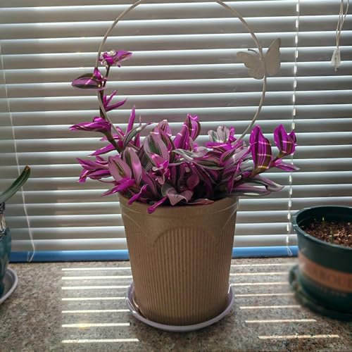 300 pcs Grünlilie Samen, Grünlilie grünpflanzen zimmerpflanzen Chlorophytum comosum, gartenpflanzen winterhart pflanzen züchten, echte pflanzen für drinnen indoor plants,