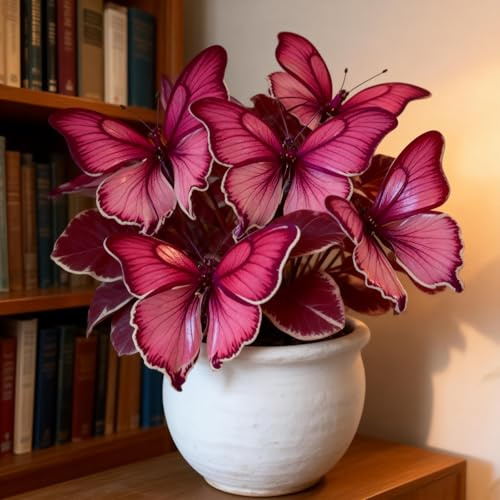 Kältefeste dauerhafte Ungewöhnliche Hosta,SchmetterlingHosta,Gartenkultur von Funkien, Blütenbildend, Optimale Gartenpflege, Einzigartige Hosta-4Rhizome-D