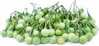 Pea Eggplant, Pea Aubergine 10 Seeds (Solanum torvum)