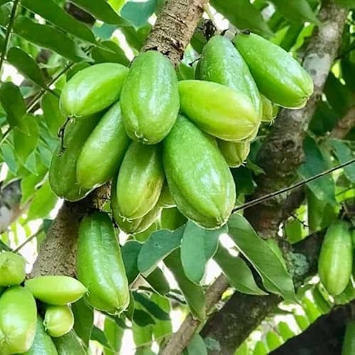 Live Plant - Big Bilimbi Cucumber Tree (Averrhoa Bilimbi) Live Fruit Tree 2’-3’ Feet Tall