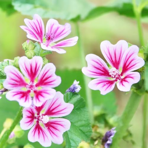 semillas de malva perenne resistente - interior 50pcs