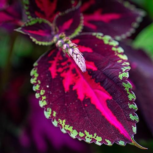 Coleus Kong Empire Mixed Flower Seeds - 6 Pelleted Rare Seeds
