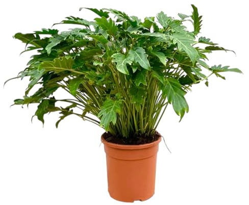 Exotenherz Philodendron Xanadu – exotisk trädvän – ca. 80 cm hög