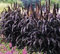 50 Purple Majesty MIGLIO Semi (Pearl, ornamentale, o Nero Foglia Millet) Erba ornamentale Pennisetum glaucum
