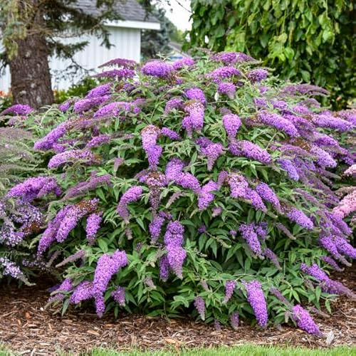 Votaniki Buddleia Davidii ‘Violet Cascade’ (Butterfly Bush) - 3 Inch Root Young Plant | Long Lasting & Fragrant Blooms, Attracts Pollinators, Fast Growing Shrub | Easy to Grow Perennial (1 Pack)