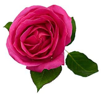 Climbing Rose Plants - 'Zephirine Drouhin' - 2 x Full Plants in 5L Pots - Roses - Garden Ready - Ready to Plant - Premium Quality Shrubs