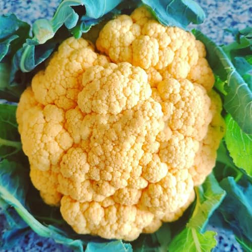 blumenkohl samen, winterblumenkohl pflanzensamen, gemüsesamen alte sorten blumenkohlsamen gemüsesamen, kletterpflanzen winterhart hochbeet samen, gartendeko für draußen gemüse bio 500pcs