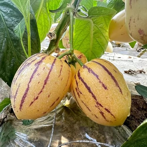 Semillas de melón pepino, melón Comprar melón y pera Decoración con bayas y raras Decoración sala estar, 250pcs