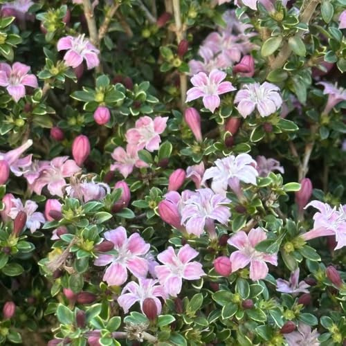 Semillas de serissa silvestres de balcón silvestres jardín del balcón perennes resistentes comprar semillas decoración 50pcs