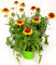 POWERS TO FLOWERS - GAILLARDIA, 3 PIANTE, Vaso 14cm, piante vere