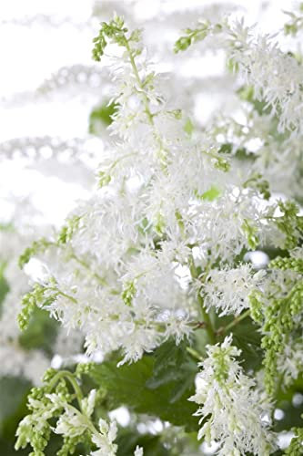 Astilbe x arendsii 'Brautschleier' 9x9 cm Topf – Winterhart, Mehrjährig, Pflegeleicht – Prachtspiere – Staude für Schattenbeet & Garten