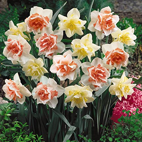 Daffodil Double Duo Garden Plant Hardy Bulb Flowering Garden Plants Easy to Grow Your Own 20x Bulbs by Thompson and Morgan (10)