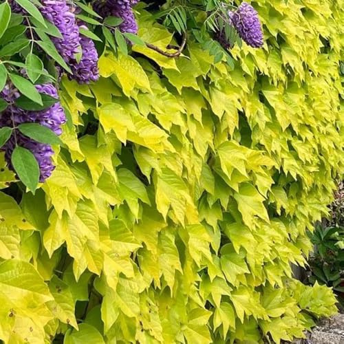 Vino salvaje - de oficina de hoja parra virgen jardín resistentes en Decoración pared verde con enredaderas Decoración sala estar con trepadoras 400semillas