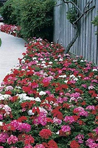 10 Semi di geranio zonale Maverick Series Mix