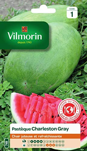 VILMORIN - Pastèque Charleston - Chair juteuse et rafraîchissante - variété Rustique - très résistante à la Chaleur et aux Maladies - très Productive - Fruit de 12 à 15 kg
