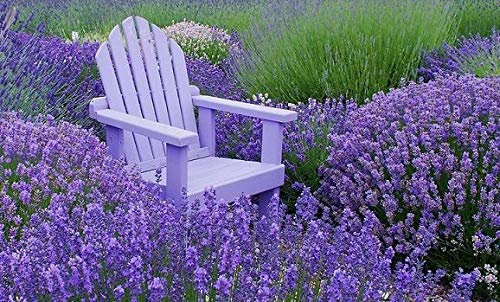 Lavanda True O English LY Scent Cut or Dred 100Free SP!:Seeds Only