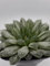 Haworthia Cooperi Pilifera Variegata, Pianta Succulenta in Vaso Decorativo Nero