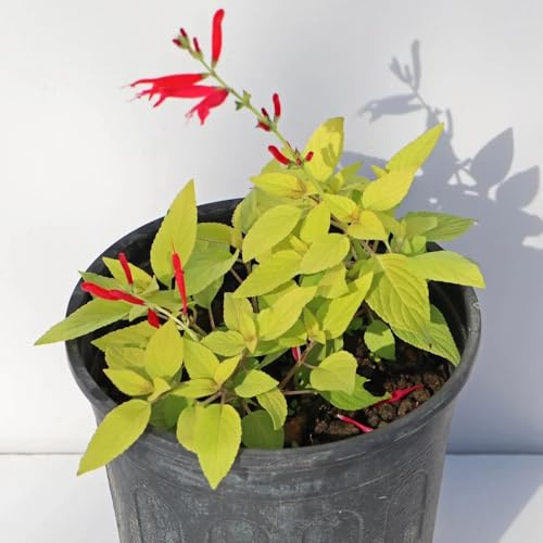 SalbeiSamen - Salvia japonica - wildkräuter kräutergarten geschenk gartendeko für draußen garten kräutergarten 80pcs