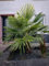 30 Samen Hanfpalme Trachycarpus fortunei Palmen Samen