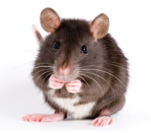 Frozen Rat Lge-Weaner 51-90g, Barcode 10-pack