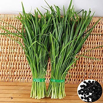 Ciboule chinoise Graines nourrissants alimentation saine vert biologique légumes Allium tuberosum Graines Ciboulette Ail Heirloom 100 PCS
