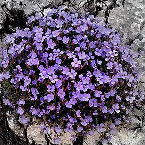 Saterkali Semi di crescione di Roccia, Semi di Piante da 600 Pezzi Semi di crescione di Roccia Naturale Assortiti Leggeri Non OGM per Esterni Viola Chiaro
