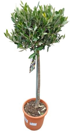 Olea europaea – Olivenbaum Hochstamm 130 cm | Topf Ø 25 cm