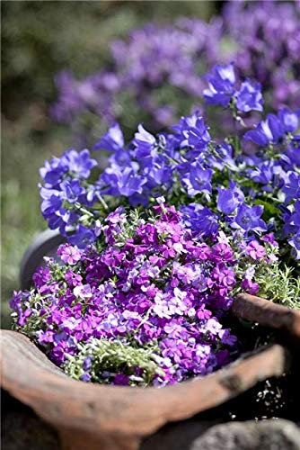 Campanula portenschlagiana 'Gartenpolster' Topfware – Winterhart, Mehrjährig, Pflegeleicht – Dalmatiner-Glockenblume – Bodendecker für Beet & Steingarten