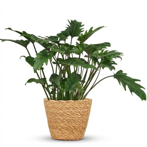 Philodendron - Philodendron Xanadu - Grön - Låg skötsel - med korg - 50-60cm - Ø19cm - Krukväxt - Vintergrön