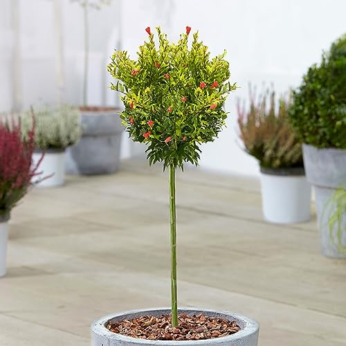 Árbol de granada enana listo para el jardín al aire libre, resistente, en maceta de 3L.